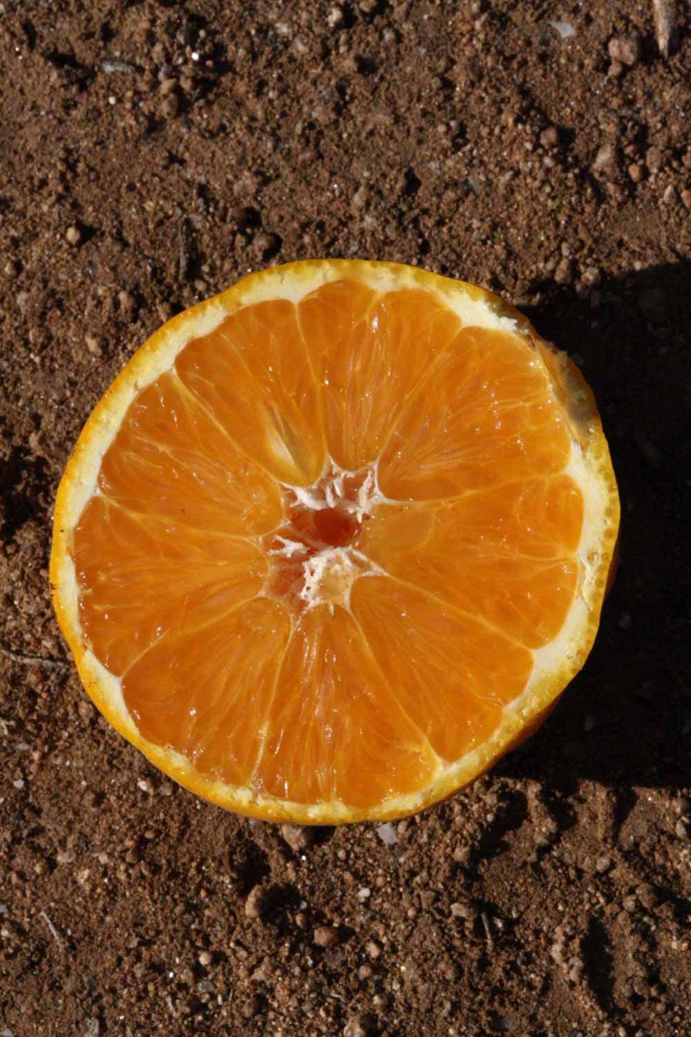              Fruit cross-section (Riverside, CA)       